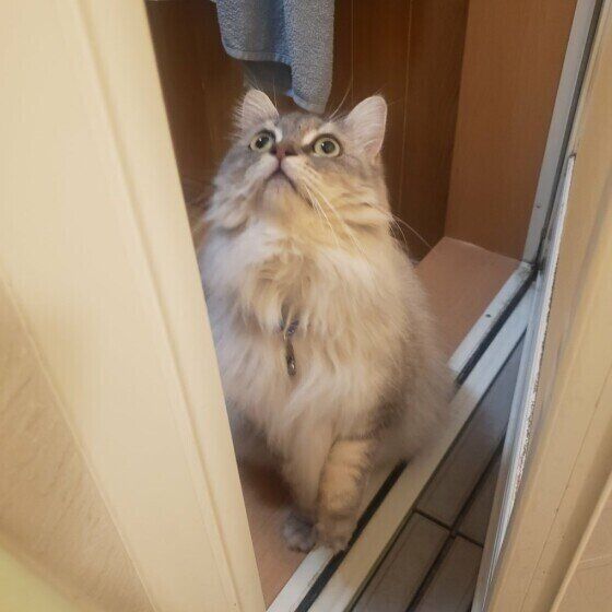 お風呂で出待ちするサイベリアンのさくらくん