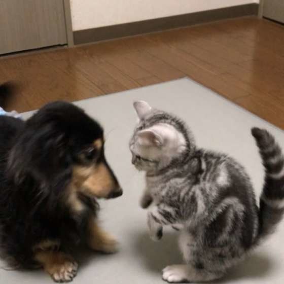 ラッキーちゃんと、シェルくん