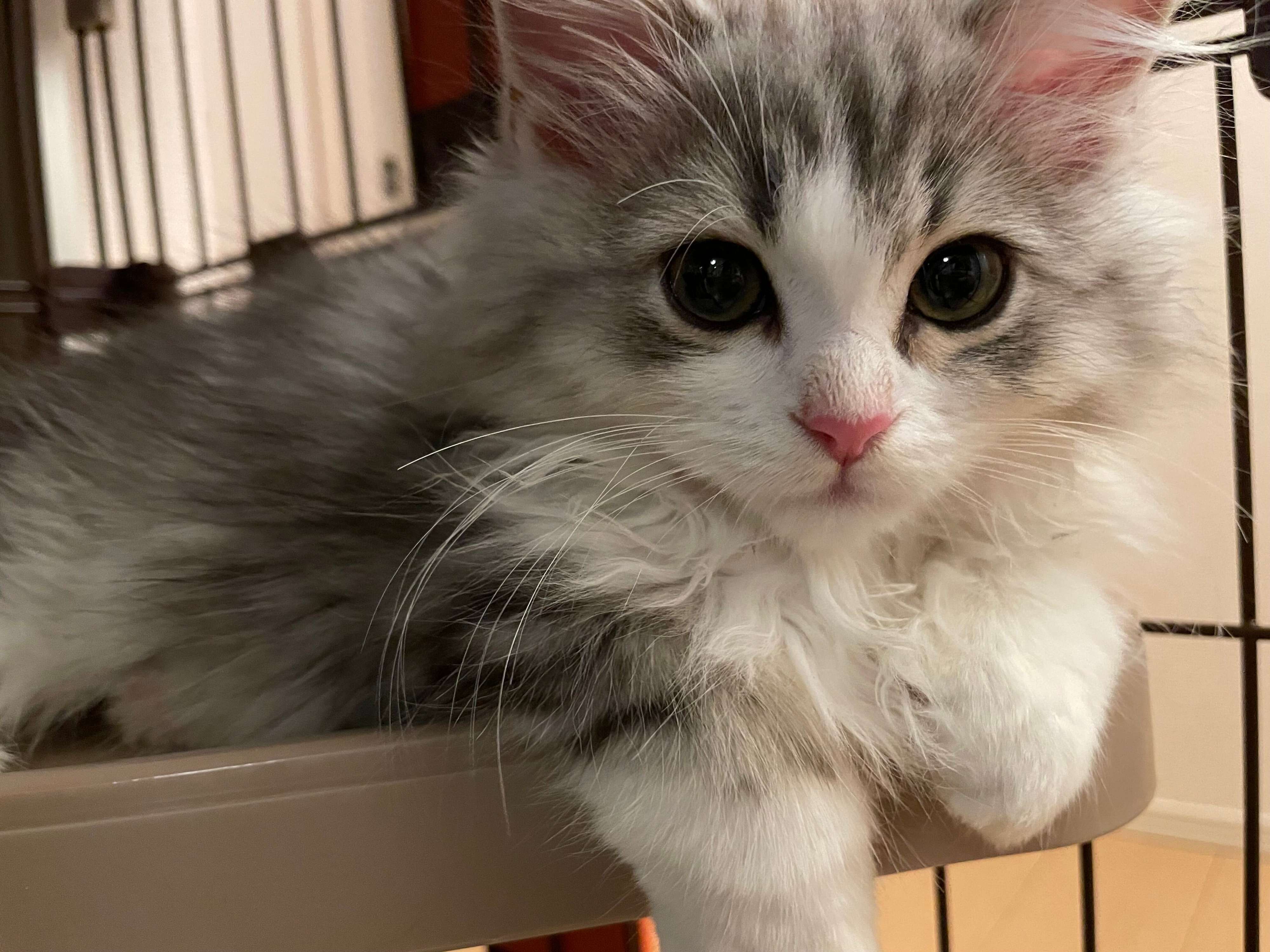 子猫時代のふゆくん