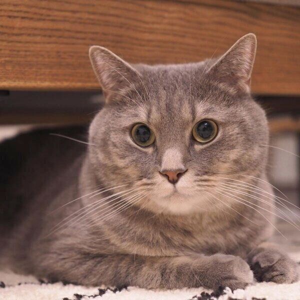 冬毛でもふもふのあぽろくん