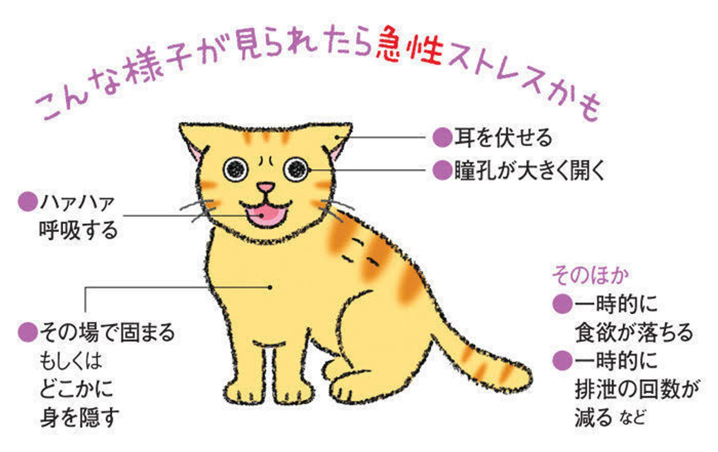知っておきたい 猫の 急性ストレス ってどんなもの 症状や原因 ねこのきもちweb Magazine 知っておきたい 猫の 急性ストレス ってどんなもの 症状や原因 ねこのきもちweb Magazine