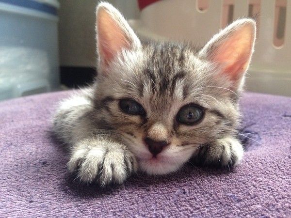 Lajb Tkpadum Lajb Tkpadum