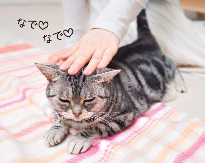 腸マッサージの前に猫をなでてリラックスさせる