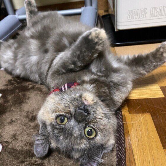 寝転がるアメリカンカール