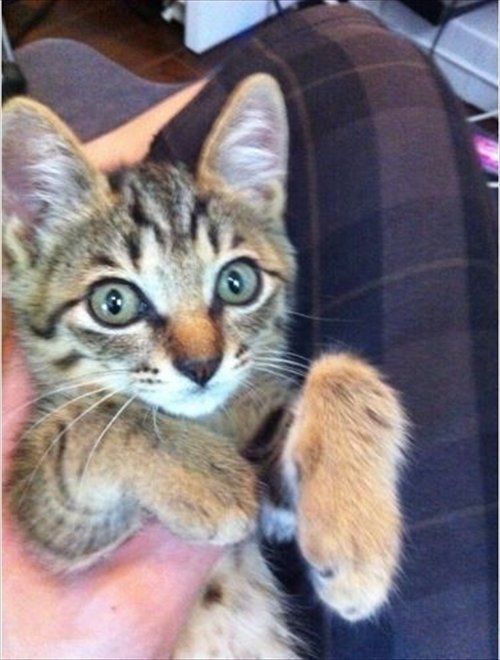 画像提供／古坂大魔王さん