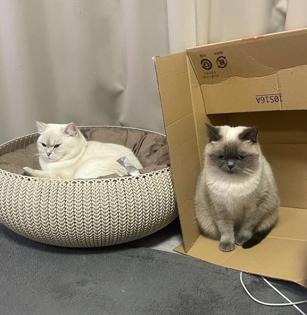 こまちちゃんとゆきまるくん