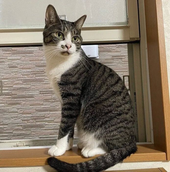 窓辺に座るパムくん