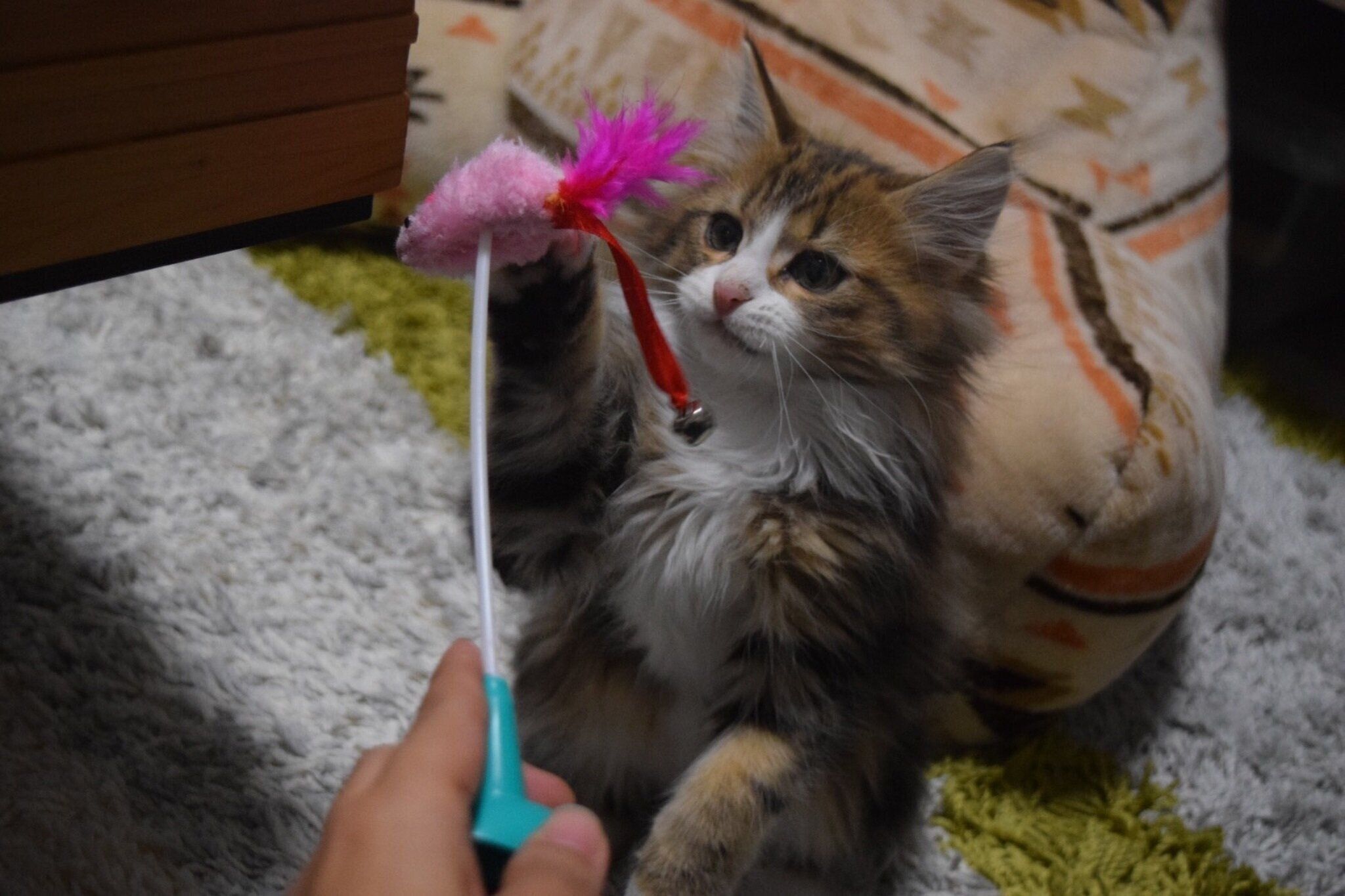 おもちゃで遊ぶ子猫