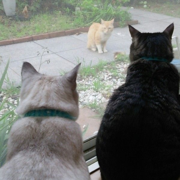 黒猫と白猫が外にいる茶色の猫をみていることろ