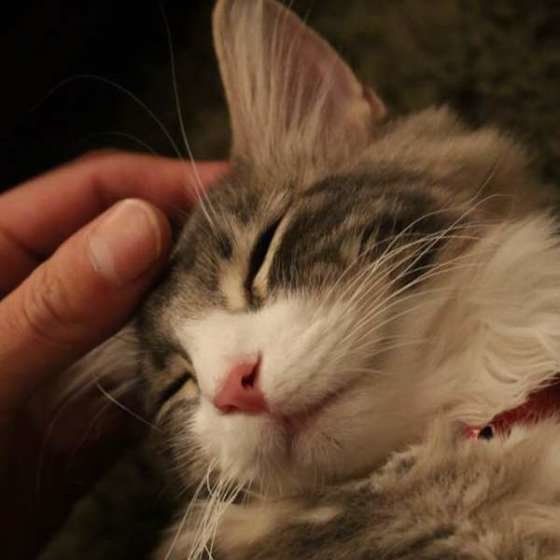 ナデナデ中（ノルウェージアンフォレストキャット）