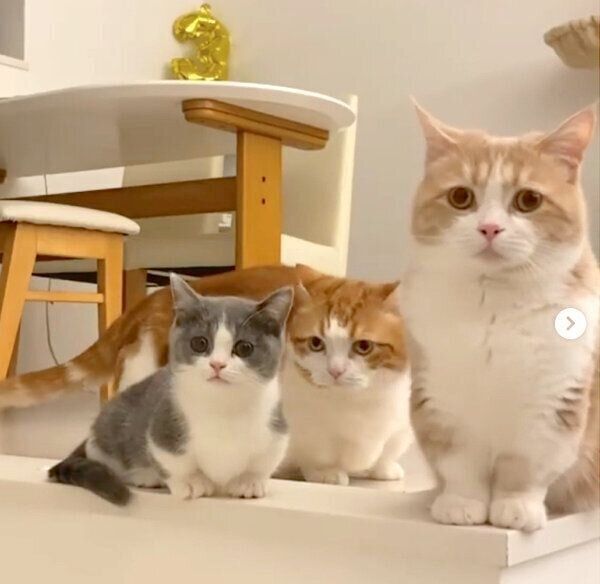 ごはんを待つコスケくん、コマちゃん、ココタくん