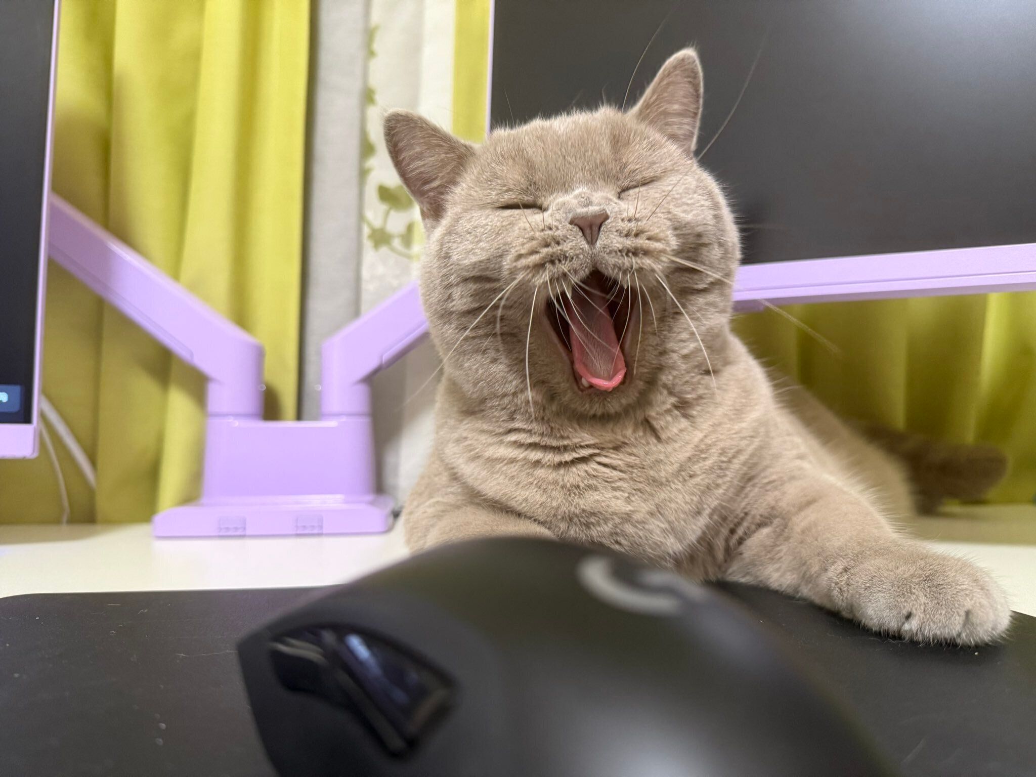 あくびをするブリティッシュショートヘア