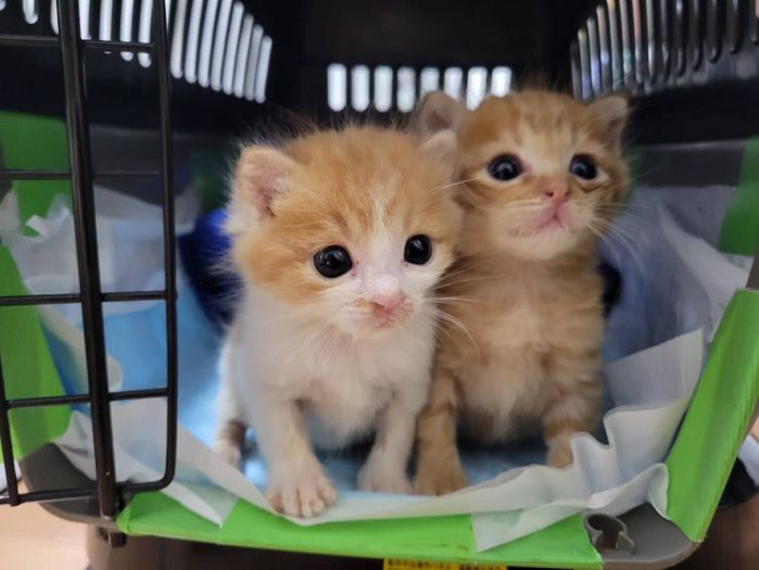 生後3週間の2匹の子猫