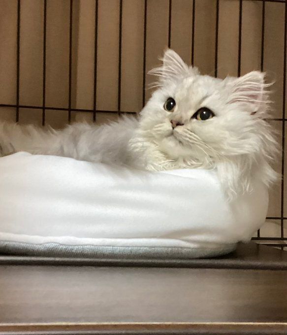 くつろいでいるミヌエット