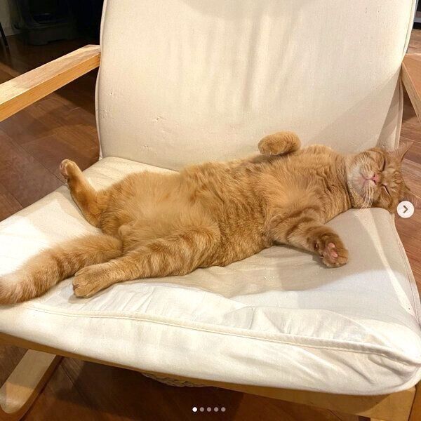 くつろぐ金太郎くん