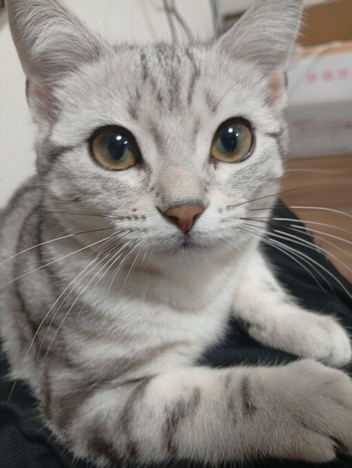 飼い主を見つめるアメリカンショートヘア