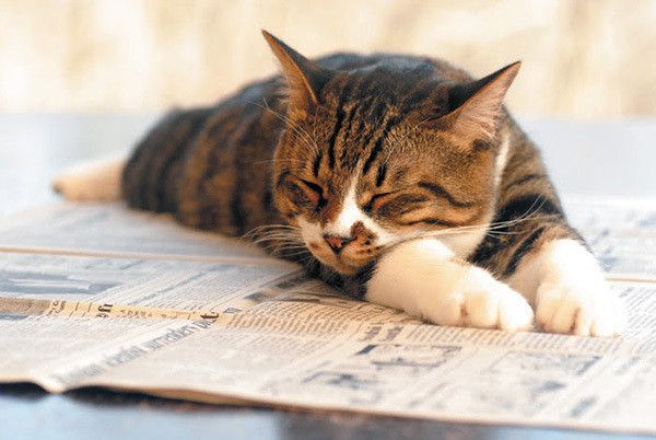 ヘッドスライディングポーズをする猫