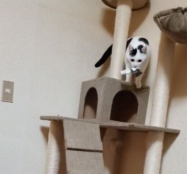 レジ袋をくわえるチロちゃん