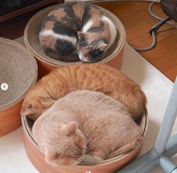 仲良く眠るココちゃん、ネネちゃん、ララちゃん