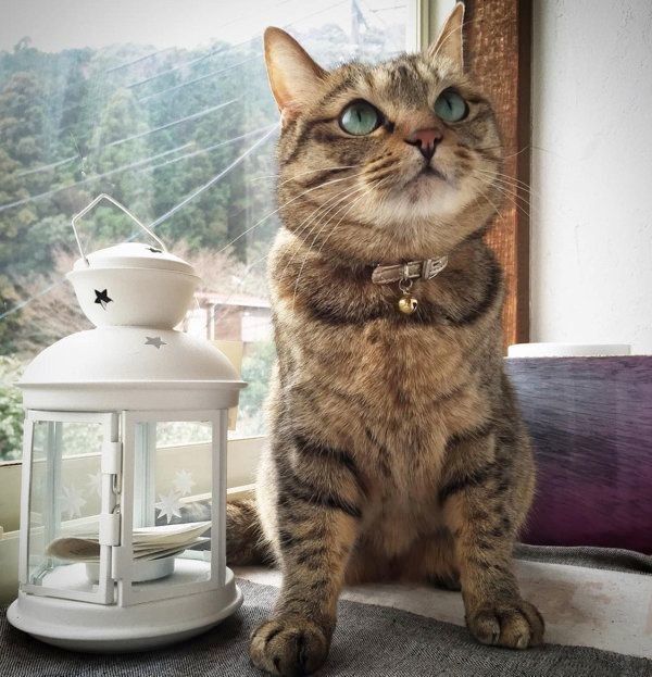 キジトラのクーちゃん