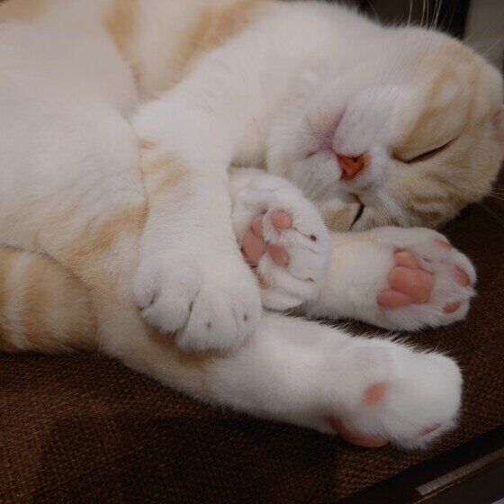 スコティッシュフォールドのレイくん