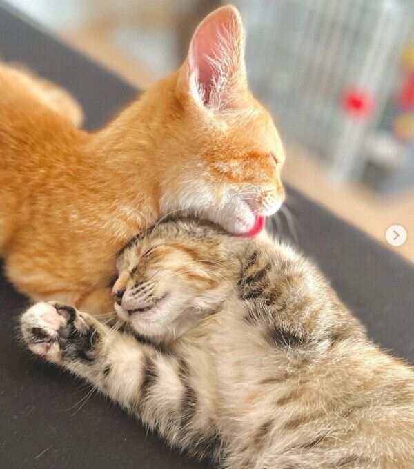 仲良しなしょうがちゃん、わさびちゃん