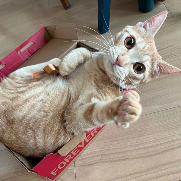 箱に中に入って遊ぶぽっけくん