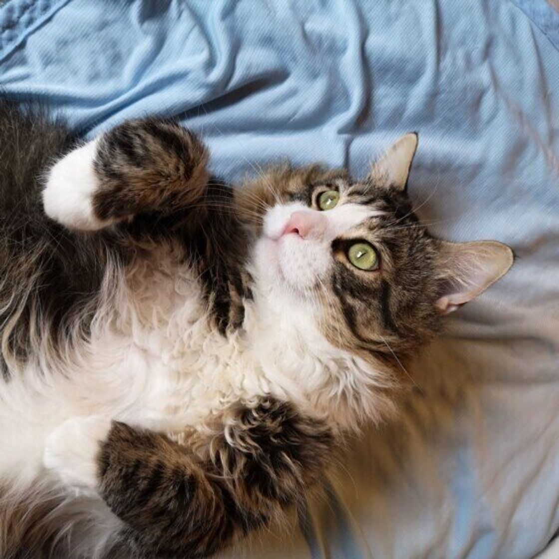 雷を怖がっている猫がとる行動は 事故やトラブルにつながる恐れもあるので注意 ねこのきもちweb Magazine 雷を怖がっている猫がとる行動は 事故やトラブルにつながる恐れもあるので注意 ねこのきもちweb Magazine