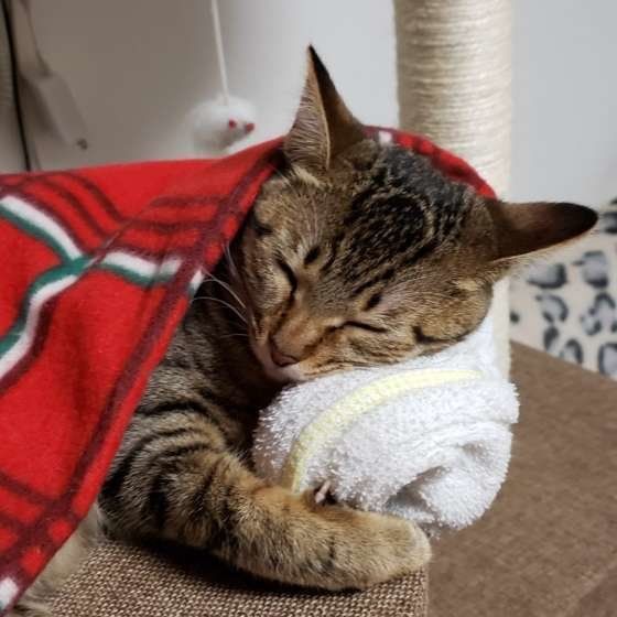 MIX キジトラのすずちゃんとタオル