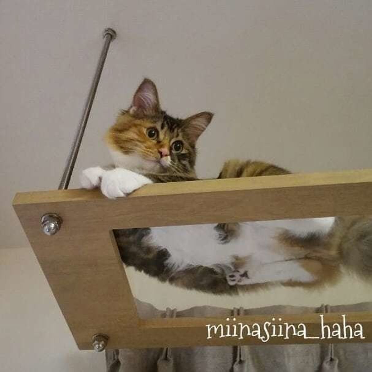 凛々しい 猫の スフィンクス座り からわかる気持ち 実は期待してた ねこのきもちweb Magazine 凛々しい 猫の スフィンクス座り からわかる気持ち 実は期待してた ねこのきもちweb Magazine