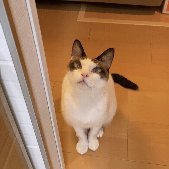 茶白猫の藍太郎ちゃん