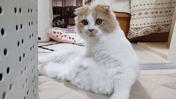 見つめるクリームくん