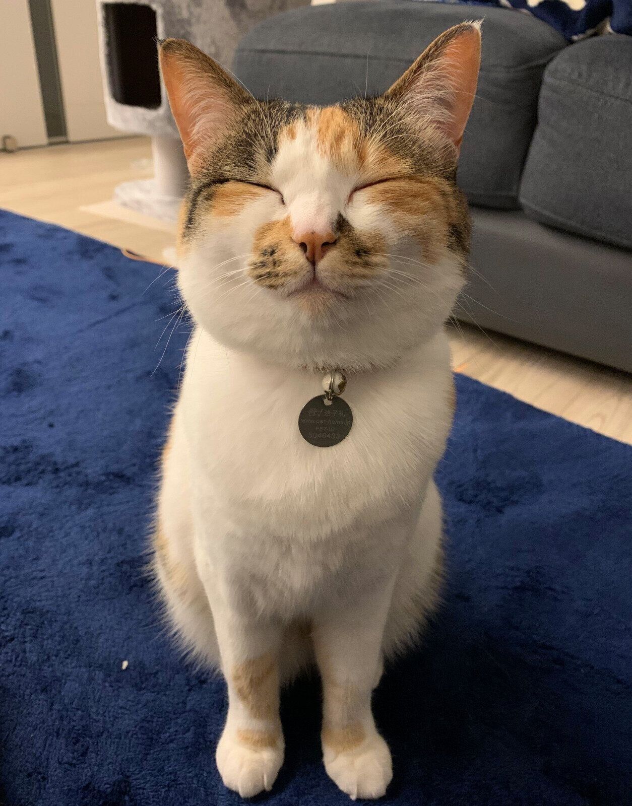 7才になったコムギちゃん