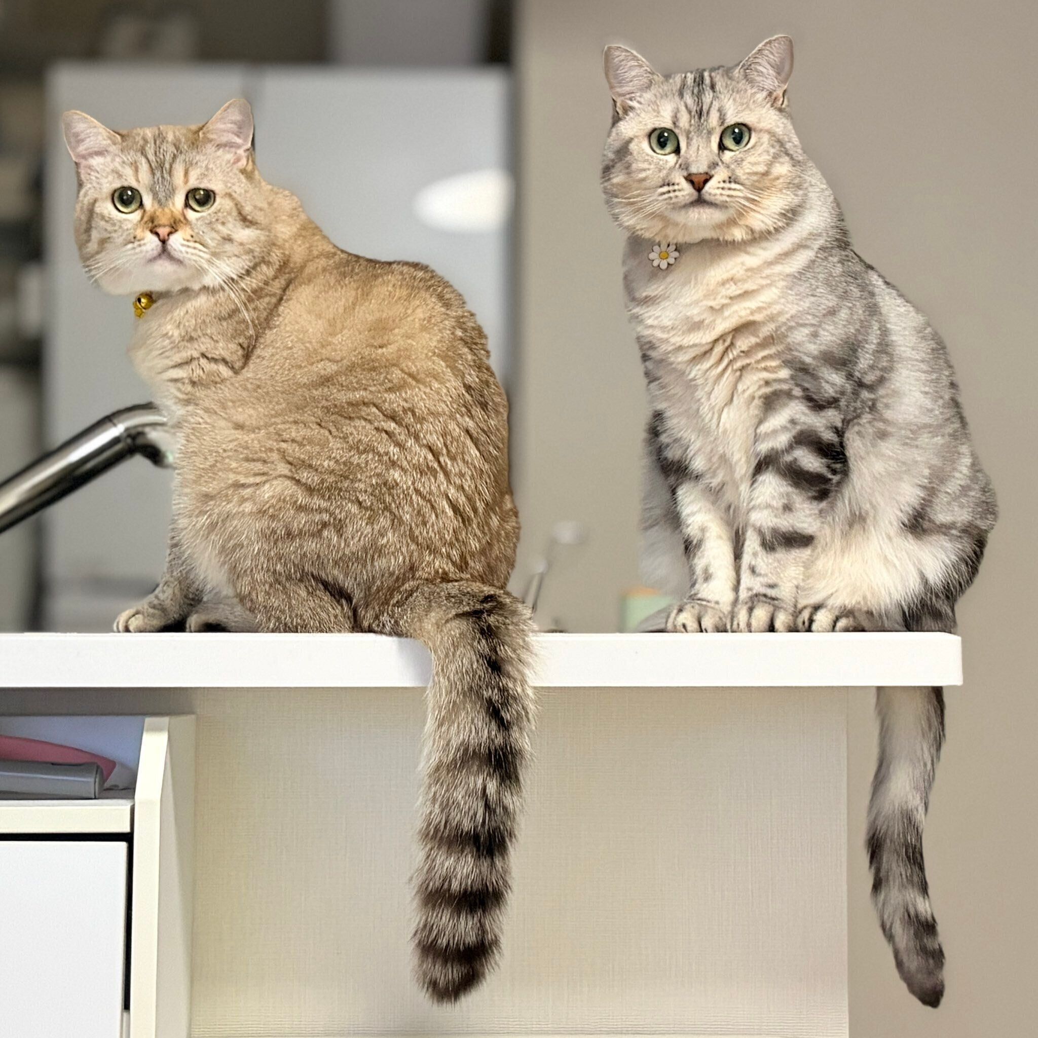 座っている2匹の猫