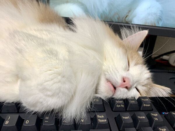 寝顔が可愛いエドくん