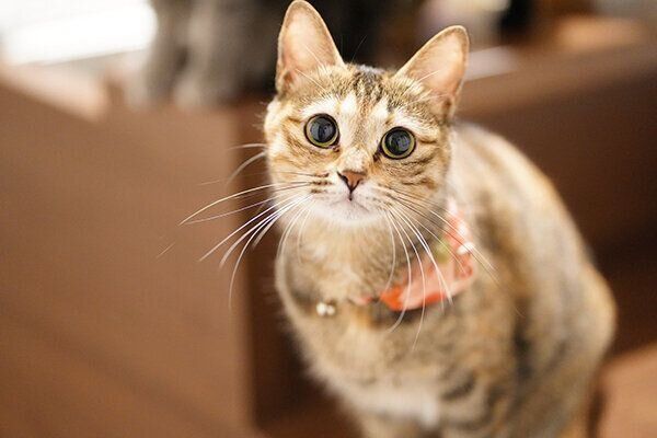 見つめるしじみちゃん