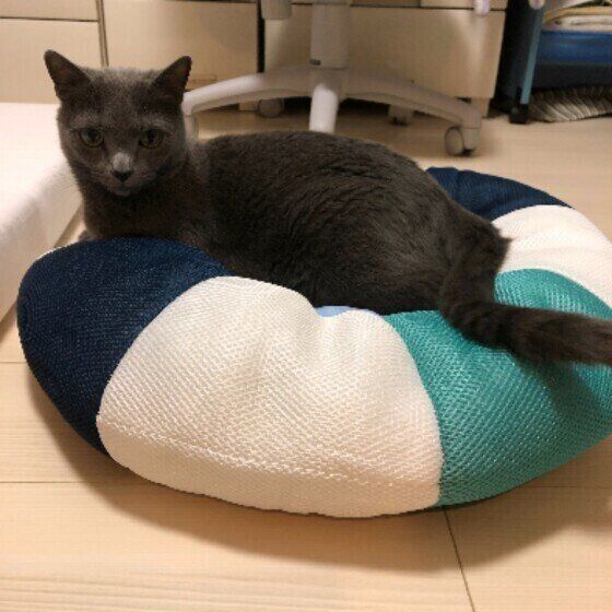 冷たいクッションに乗るロシアンブルーの男の子