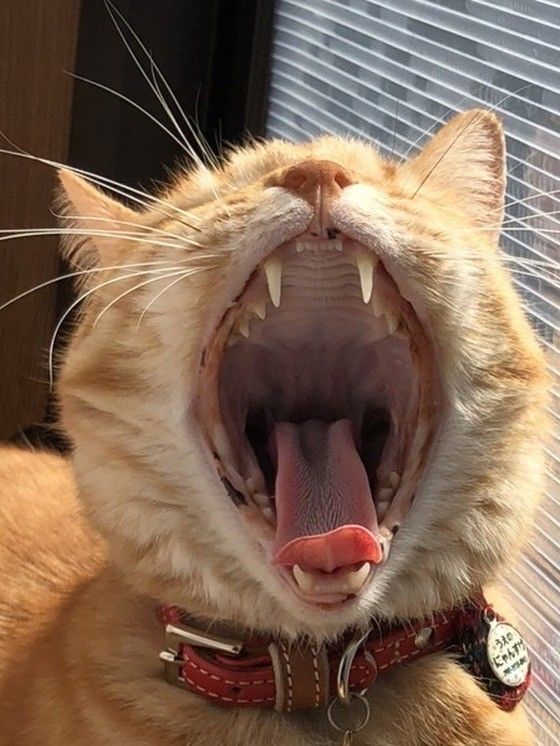 大あくびをする猫