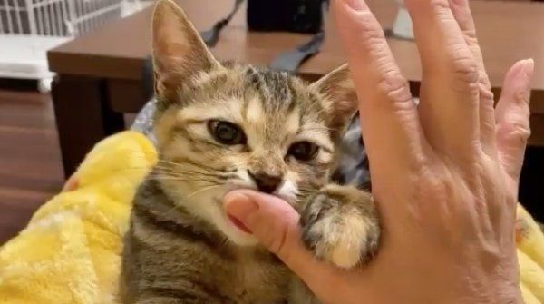 指をハムハムするしじみちゃん