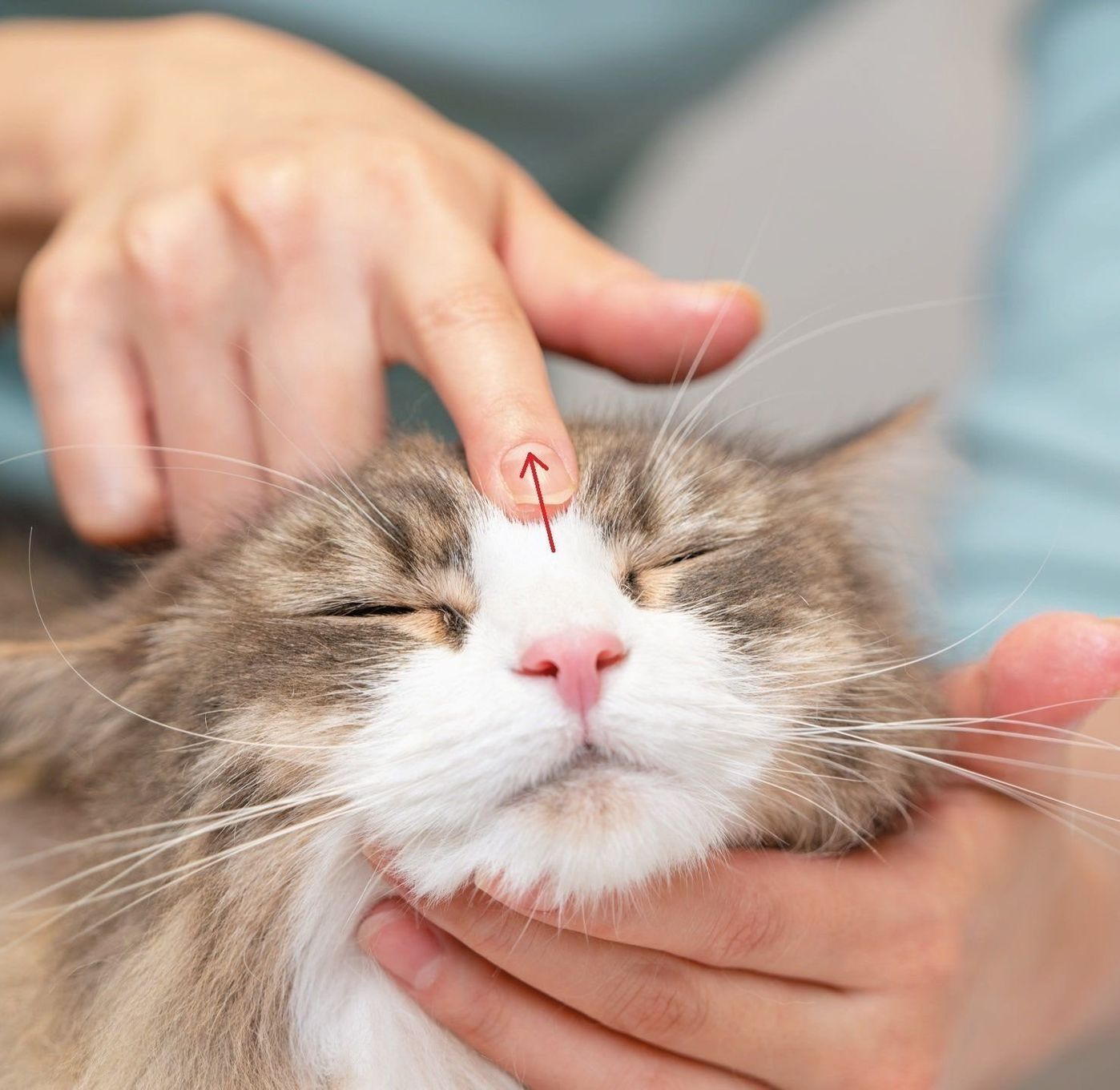 猫の疲れを癒すおススメ 顔周りのツボ押しマッサージ ねこのきもちweb Magazine