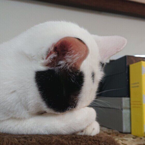 シロちゃんのごめん寝