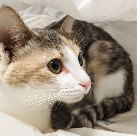 丸くなっている猫