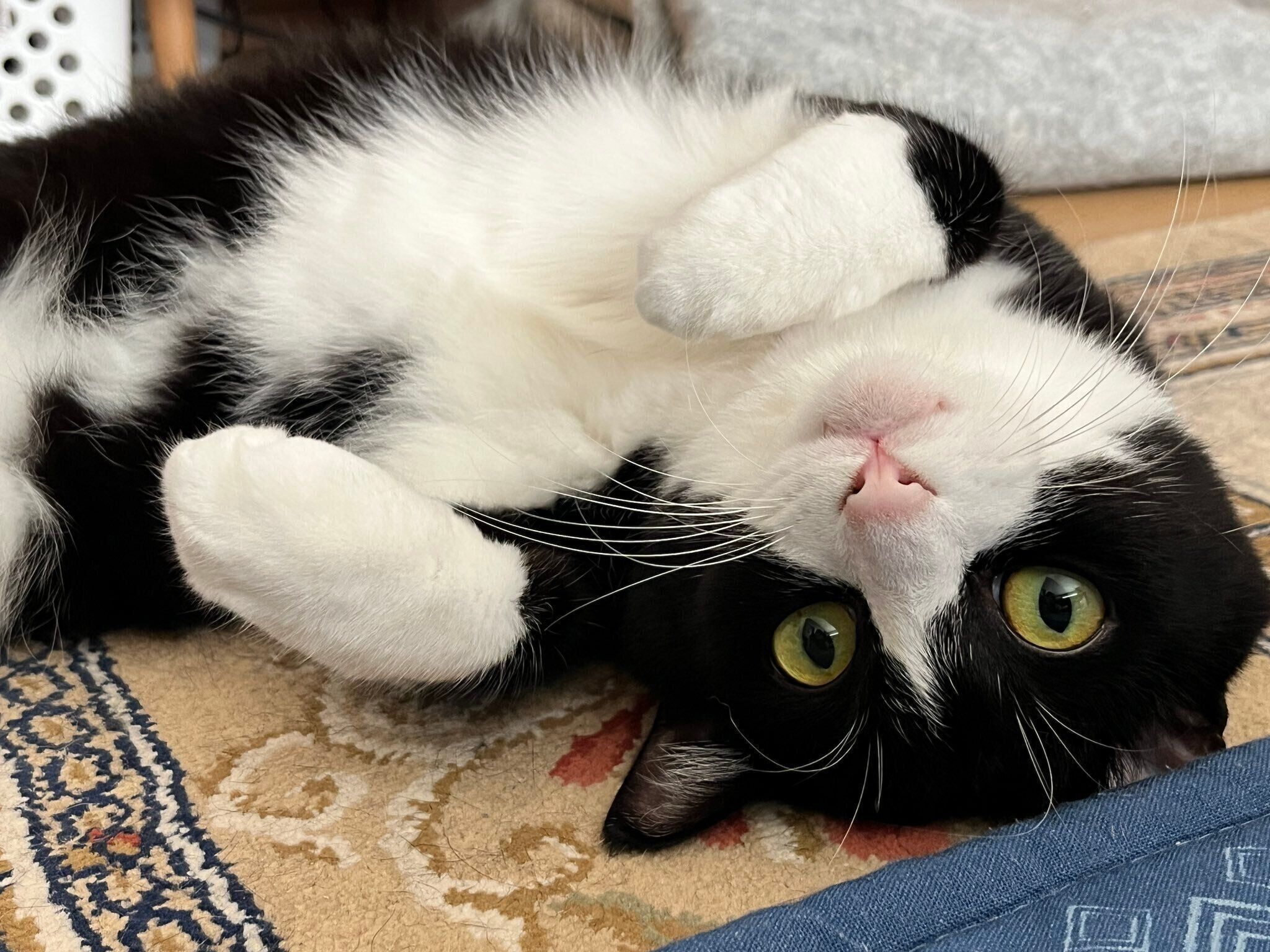 だらけるパトくん。