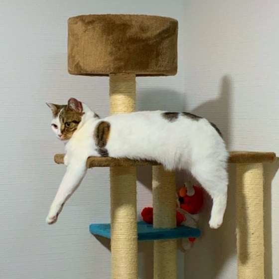 キャットタワーの上のスコティッシュあしめくん