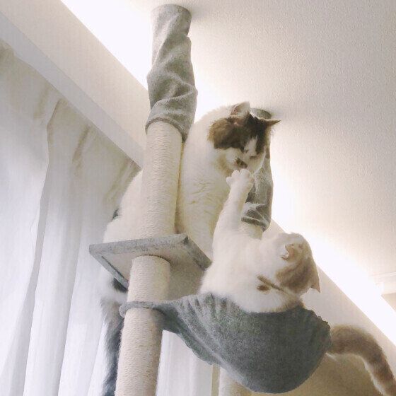 ケンカするロアくんとふわちゃん