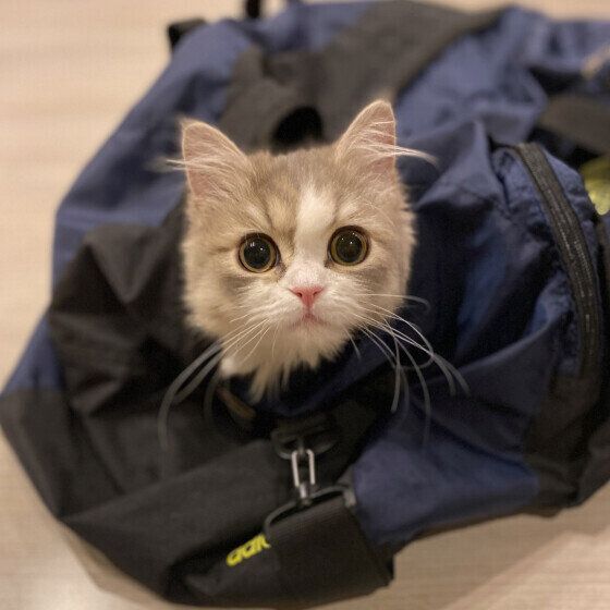 ミヌエットのヴィヴィちゃん