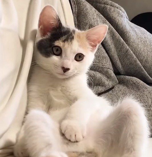 のんびりぽてとちゃん