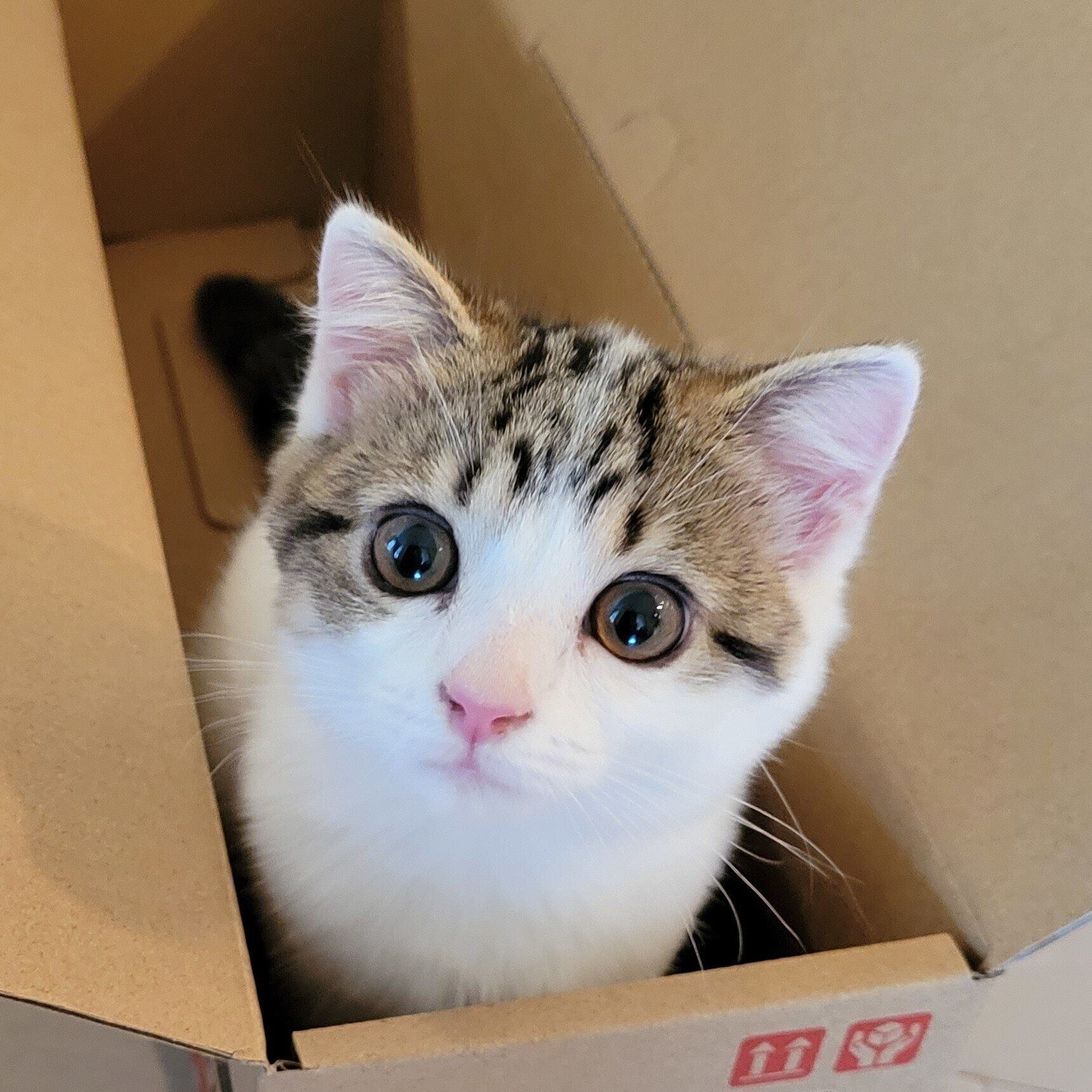 耳が立っていたころのよもぎちゃん