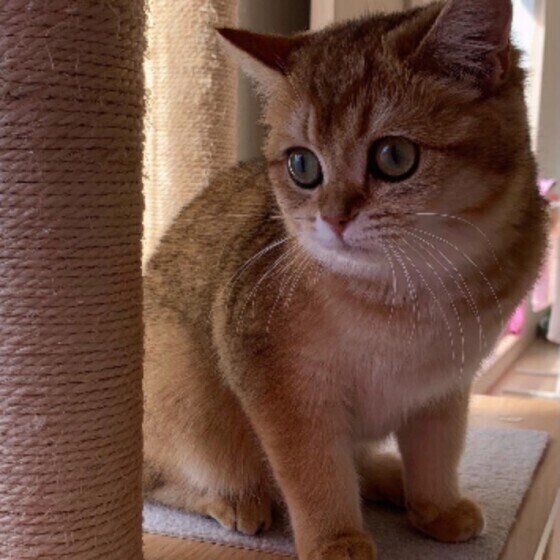 休憩中のブリティッシュショートヘア