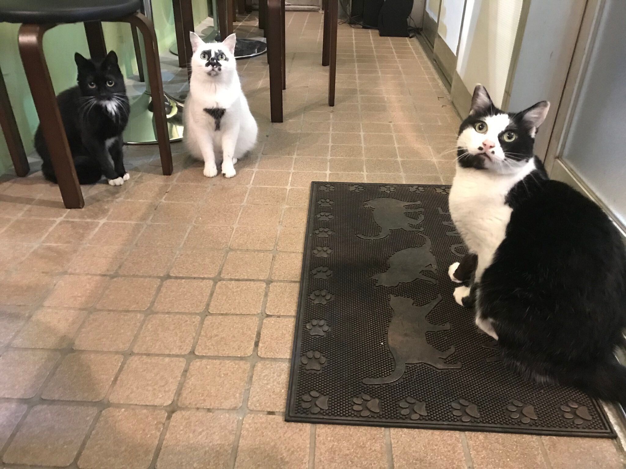 お店でスタンバイ中の三匹